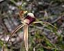 Arachnorchis clavigera - Plain Lip Spider Orchid.jpg